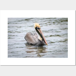 Brown Pelican Floating Along Posters and Art